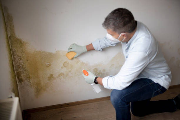 Best Environmental Consulting for Mold Prevention  in Wilmer, TX