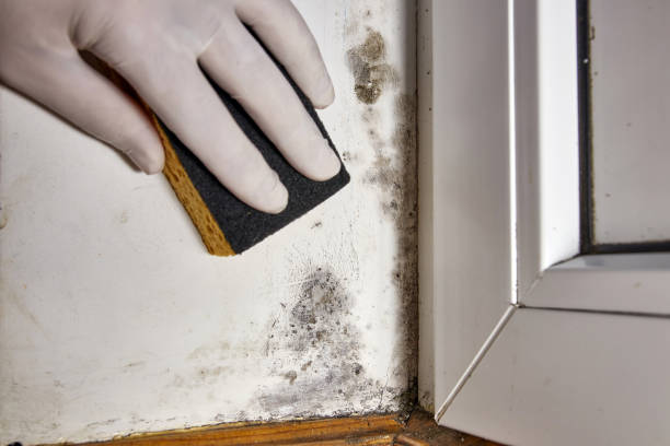 Best Post-Construction Mold Inspection  in Wilmer, TX